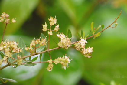 Ciri Ciri Pohon Pacar Kuku (Lawsonia inermis) Di Alam Liar