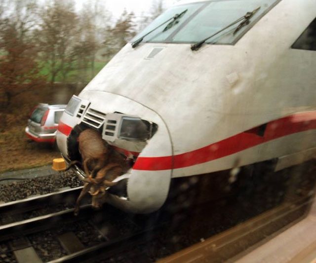 goat+vs+train.jpg