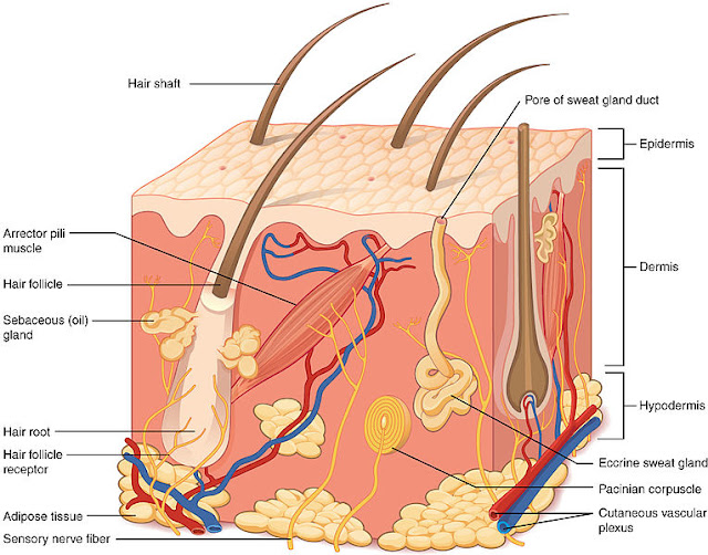 Hair Follicle Function