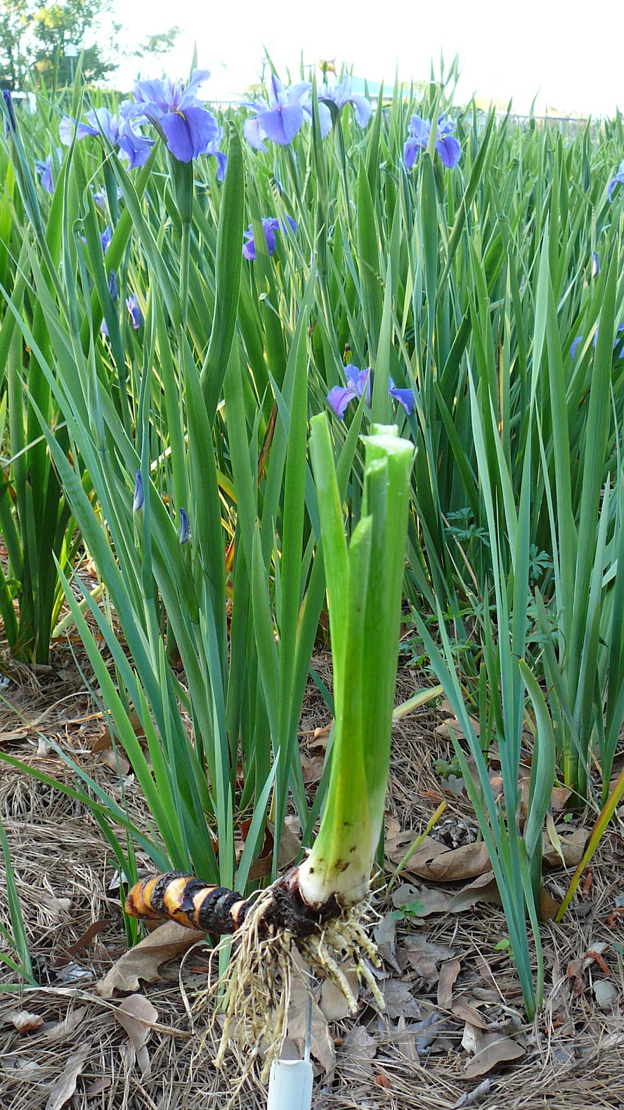World of Irises Growing Louisiana irises Part I