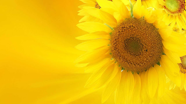 sunflower wallpaper