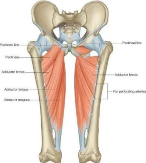 Hip adductors muscles in human body