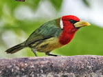 Red-headed Barbet