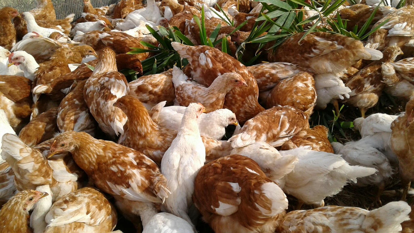BierPens Free Range Free Feed Bamboo bierpens-free-range-free-feed-bamboo