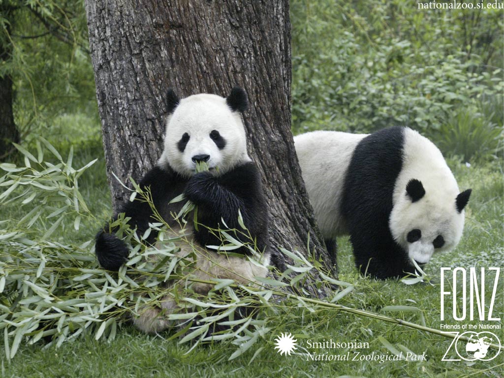 picture of pandas