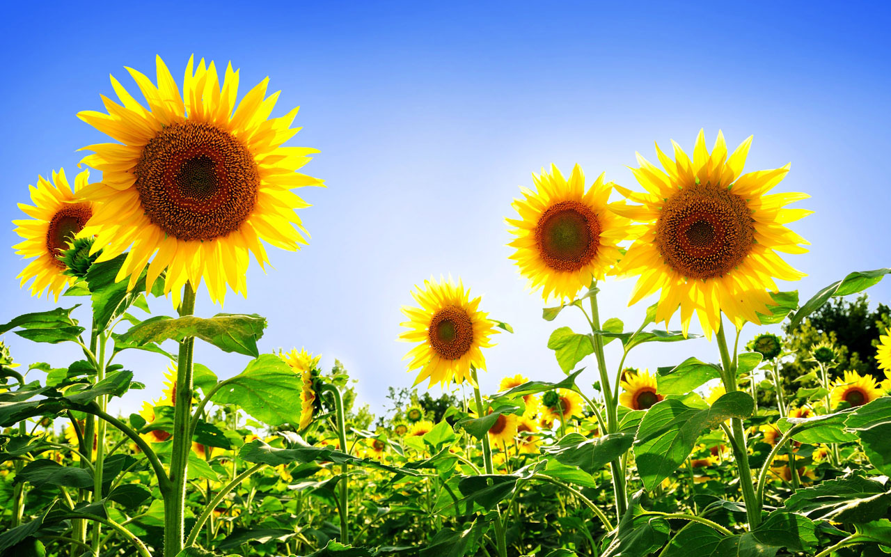 wallpaper: Sunflowers Desktop Wallpapers