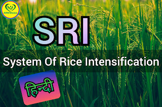 System of Rice Intensification in Hindi And Depog Method in Paddy