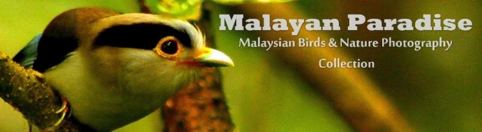 SOUTH EAST ASIA BIRDS - Malaysia birds paradise