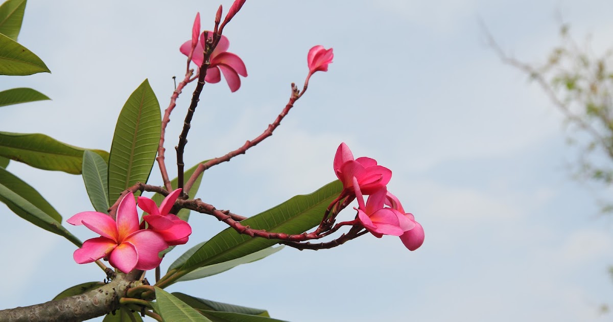 Singapore Plants Lover: Frangipani
