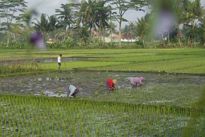 Melihat ibu-ibu petani menanam padi