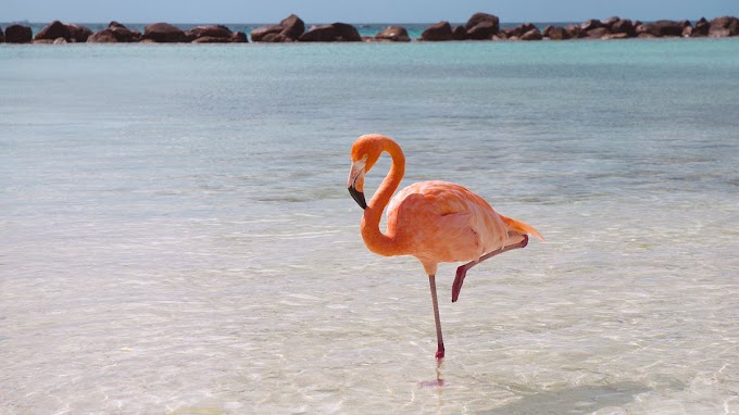 493: Allı Turna Dedikleri Flamingo İmiş
