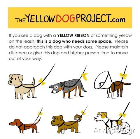 Τι σημαίνει η κίτρινη κορδέλα στο λουρί του σκύλου