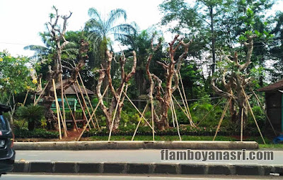 Tukang Taman Surabaya Jual Pohon Kamboja Fosil Besar