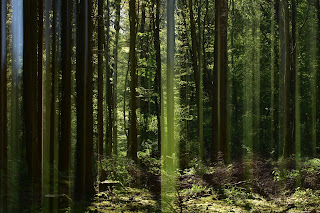 Naturfotografie Doppelbelichtung Mehrfachbelichtung Fotokunst Wischtechnik