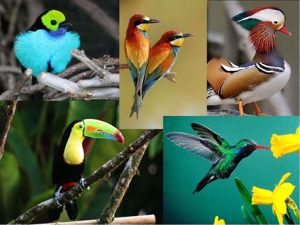 Разнообразие птиц презентация. Многообразие птиц. Биоразнообразие птиц. Представители птиц. Многообразные птицы.