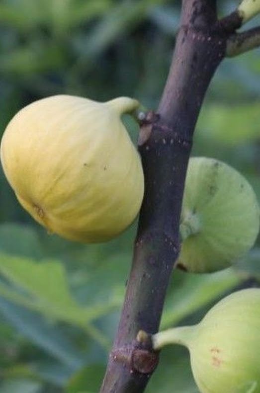 Bibit buah tin Deana besar buah hingga 1 2 Ons Lhokseumawe
