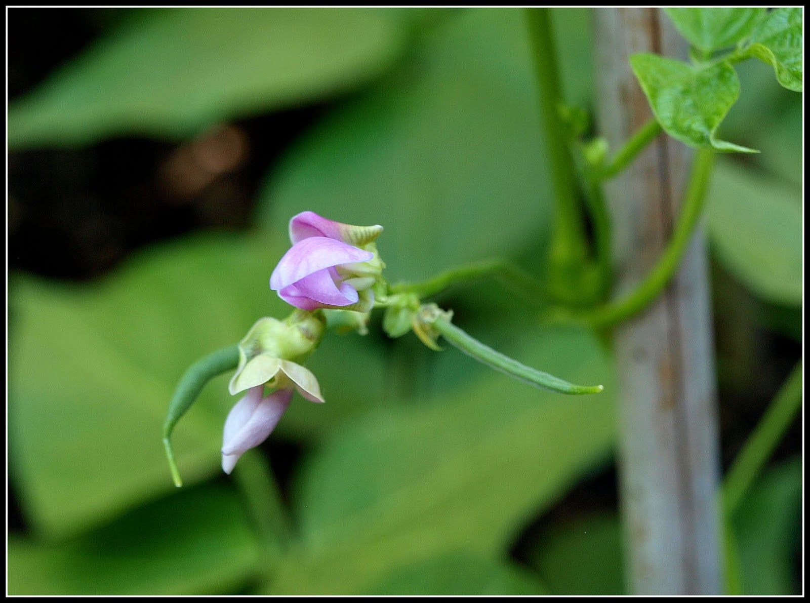 Mark's Veg Plot Climbing French Bean "Cobra"