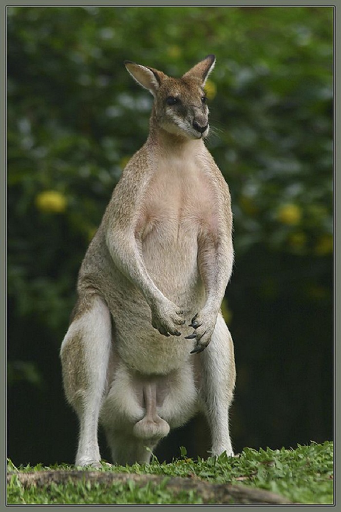 Небритые яйца. Самца кенгуру валлаби. Животное с большими яйцами.