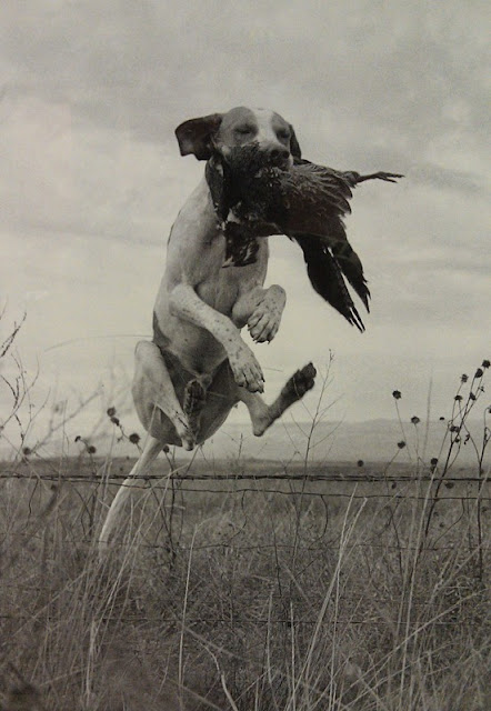 Bird dog jumping barbed wire