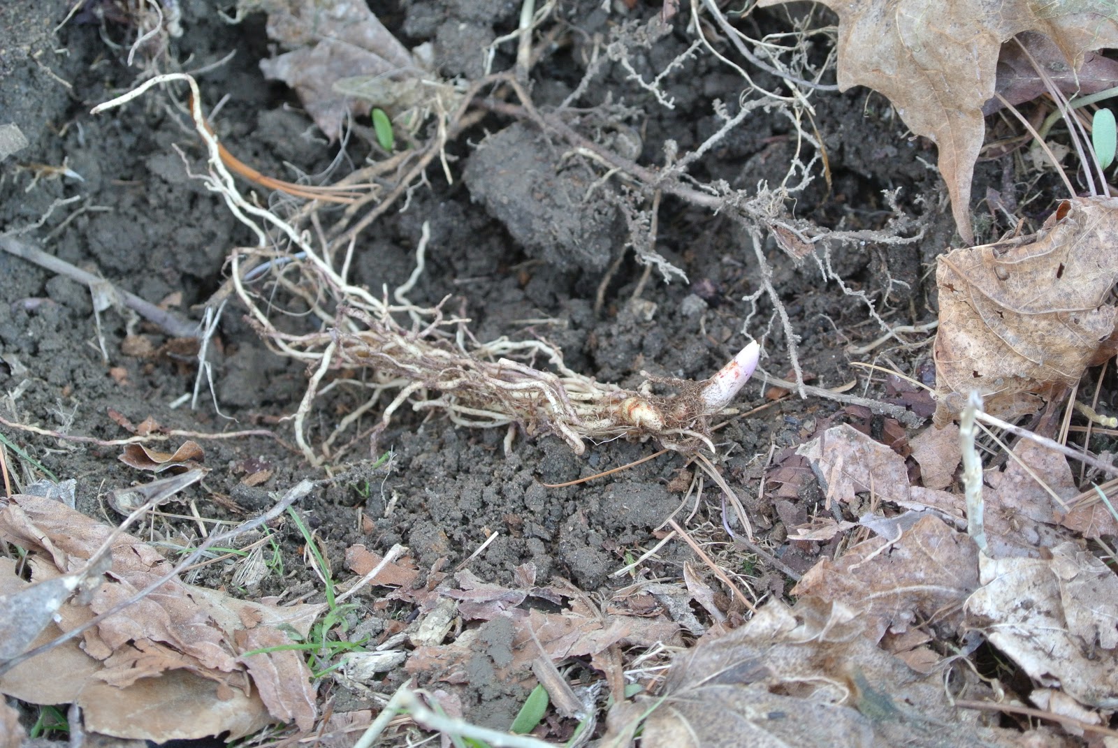 Life at Pugsley Planting Lily of the Valley from pips