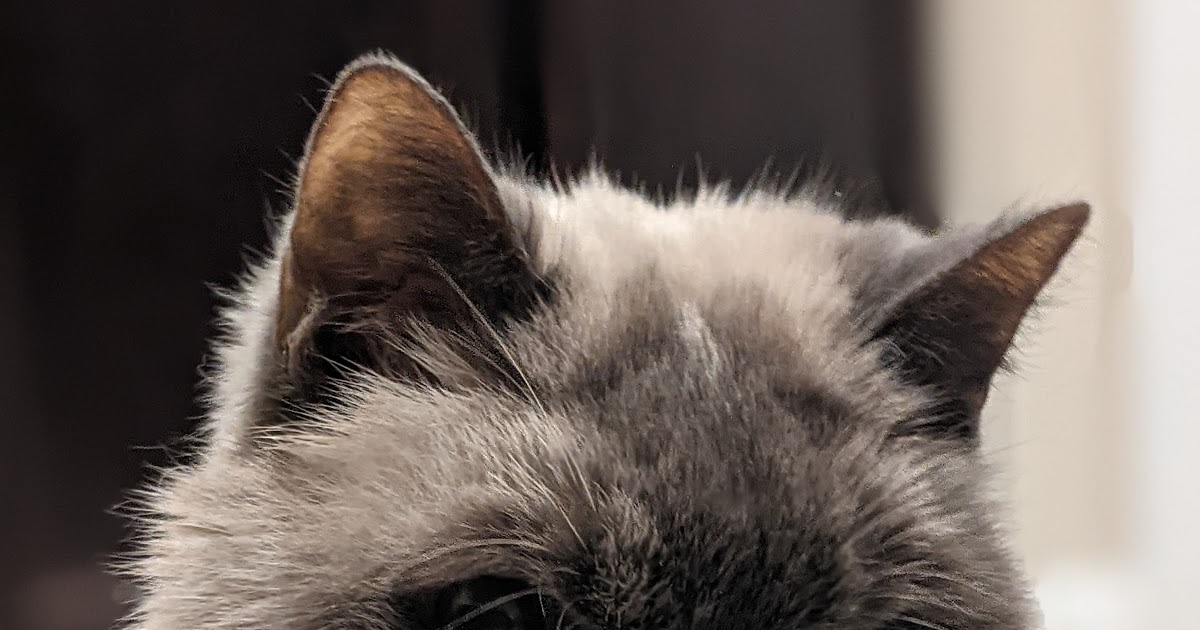 Faithful Friends Pet Cremation "Charley" Alvarado