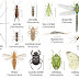 Common Forest Insects