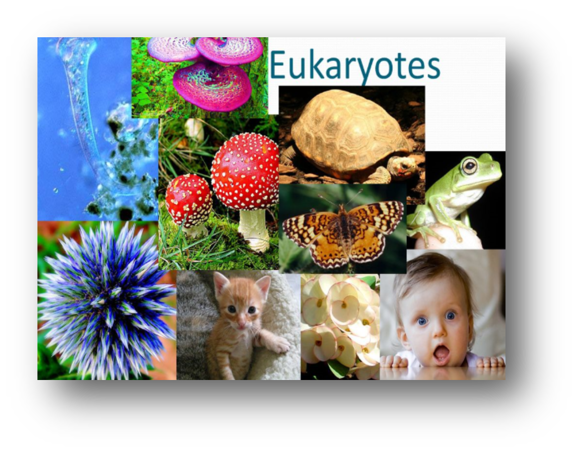 Biología Celular : marzo 2017