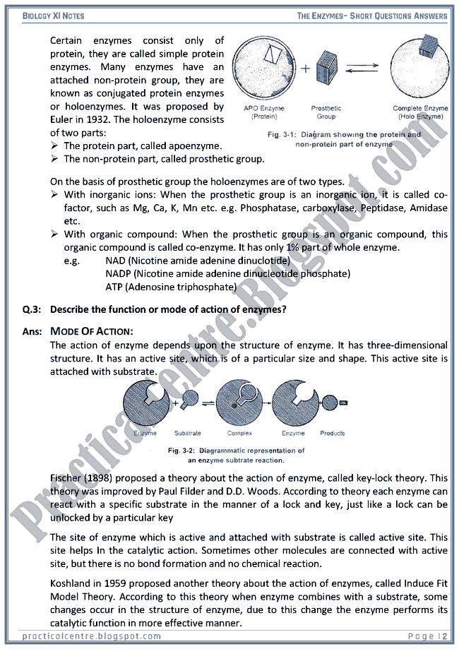 The Enzymes - Short Questions Answers - Biology XI