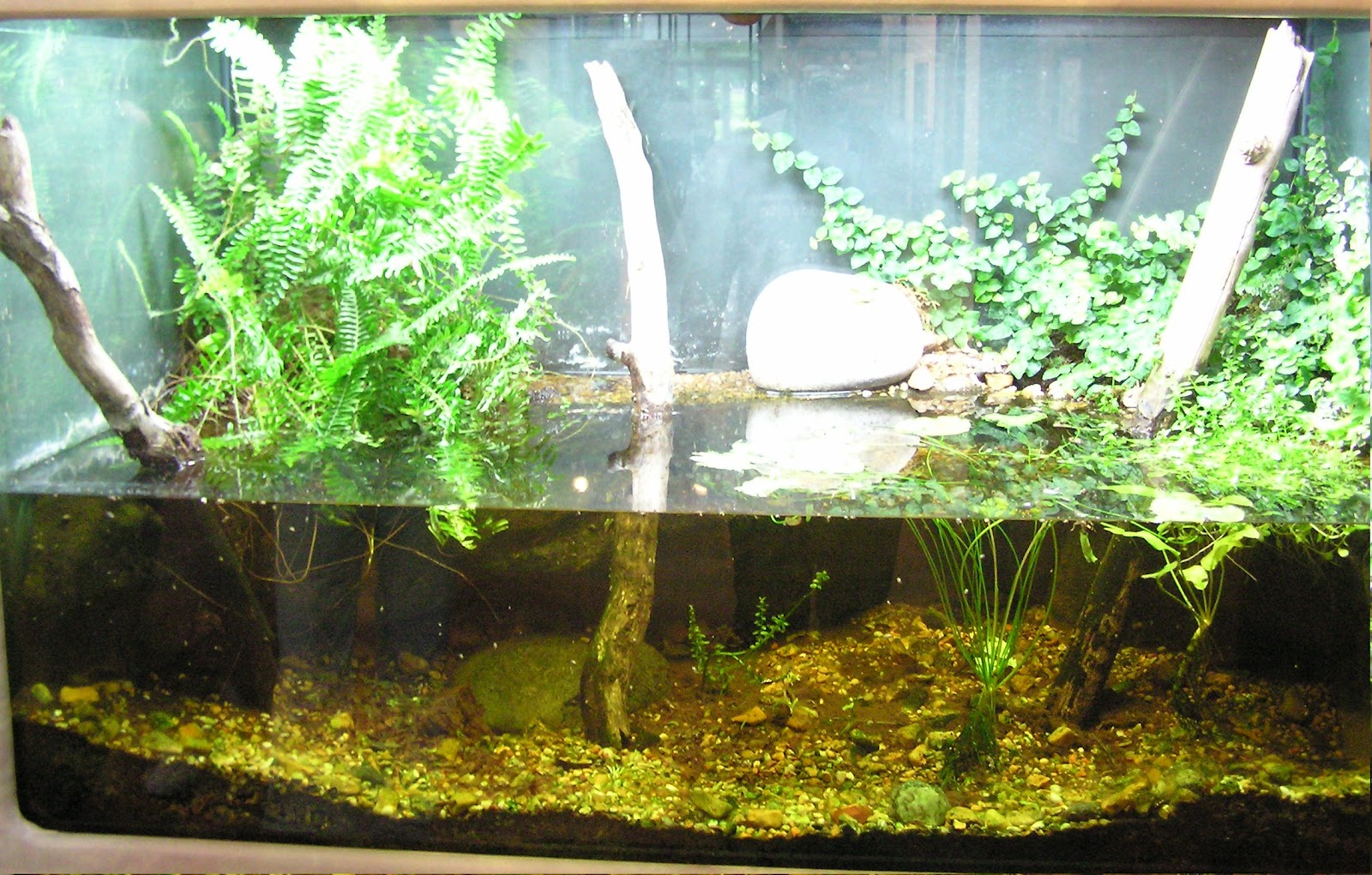My Fresh Water Aquarium Natural Planted Tank (Walstad Method). Half