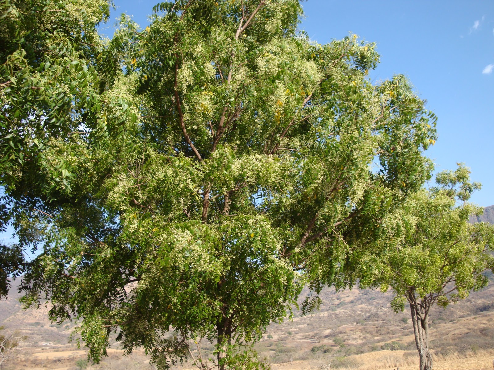 NIM PRODUCCIÒN DE LA PLANTA 