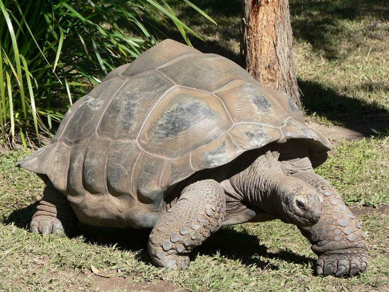 Черепахи живут 300. Черепаха Дарвина Гариетта. Джонатан Галапагосская черепаха. Галапагосские черепахи Дарвин. Черепаха Голиаф.