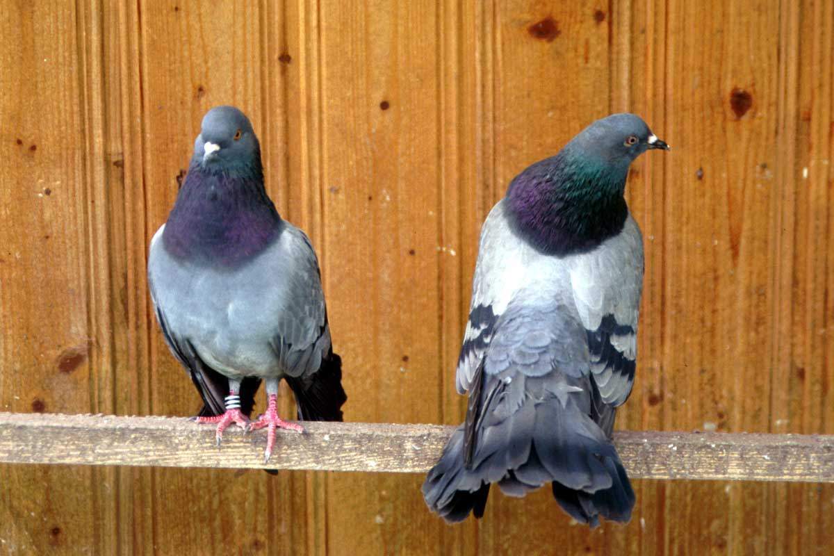Gambar Binatang: Burung Dara