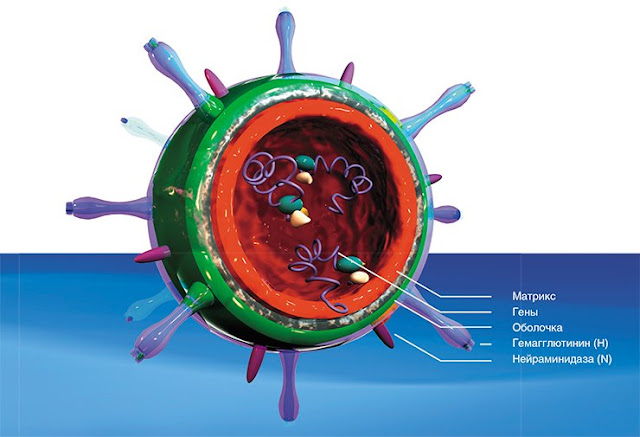 Вирионы вируса гриппа по большей части представляют собой сферы размером 60—120 нм. На поверхности двухслойной оболочки выступают радиально расположенные «шипики» гликопротеинов: гемагглютинина (НА) и нейраминидазы (NA). Внутри сферы находится наследственный материал вируса – восемь фрагментов свернутой в кольцо одно-цепочечной РНК, защищенной матричным и нуклеокапсидным белками.