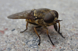 fly dinar sandfly rv steps take chillers thrillers his