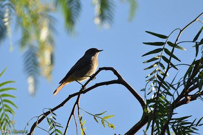 Cotxa fumada