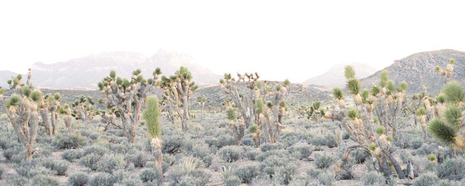 Julia Stockton Wedding Photographer Las Vegas Desert Joshua Trees Nature sunset nevada mojave photoraghy