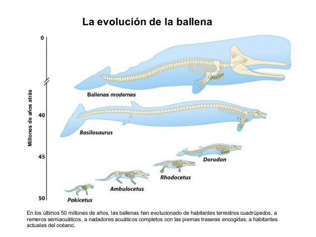 Evolución de ballenas con patas