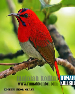 Mengenal 3 Jenis Kolibri Merah Atau Sepah Raja Rumah Kolibri