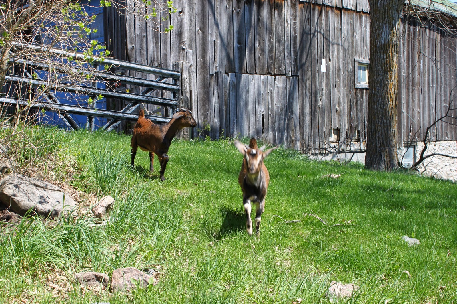 Simpson Eco Farms Nubian goats Ontario, Canada. Meet Nabob and Mocha