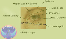 Anatomy for MSP: Anatomy of Eye