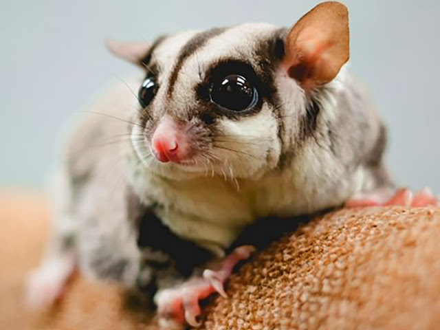 merawat sugar glider yang benar