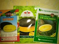 harga bibit semangka inul, semangka kuning, Esteem f1, manfaat semangka, cara menanam semangka, pohon semangka, jual benih semangka, toko pertanian, toko online, lmga agro