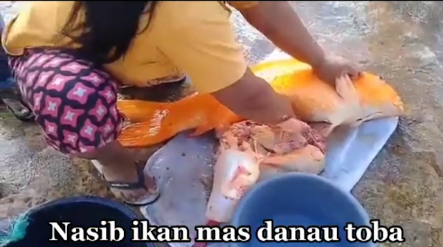 Ikan Mas Danau Toba Mati, Nasib Ikan Mas Danau Toba Mati Terbaru