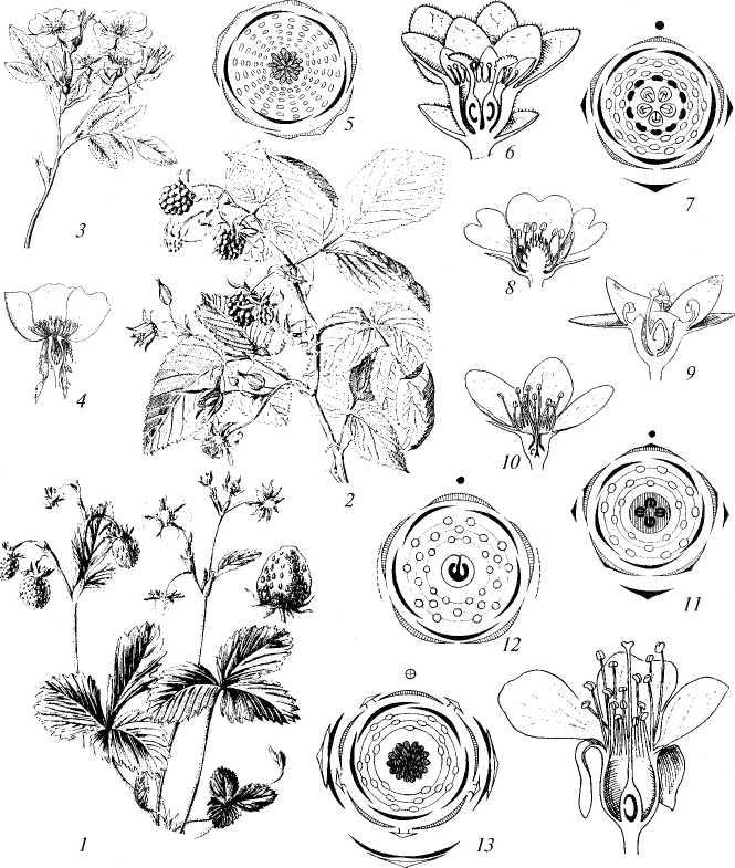 Диаграмма и формула цветка шиповника