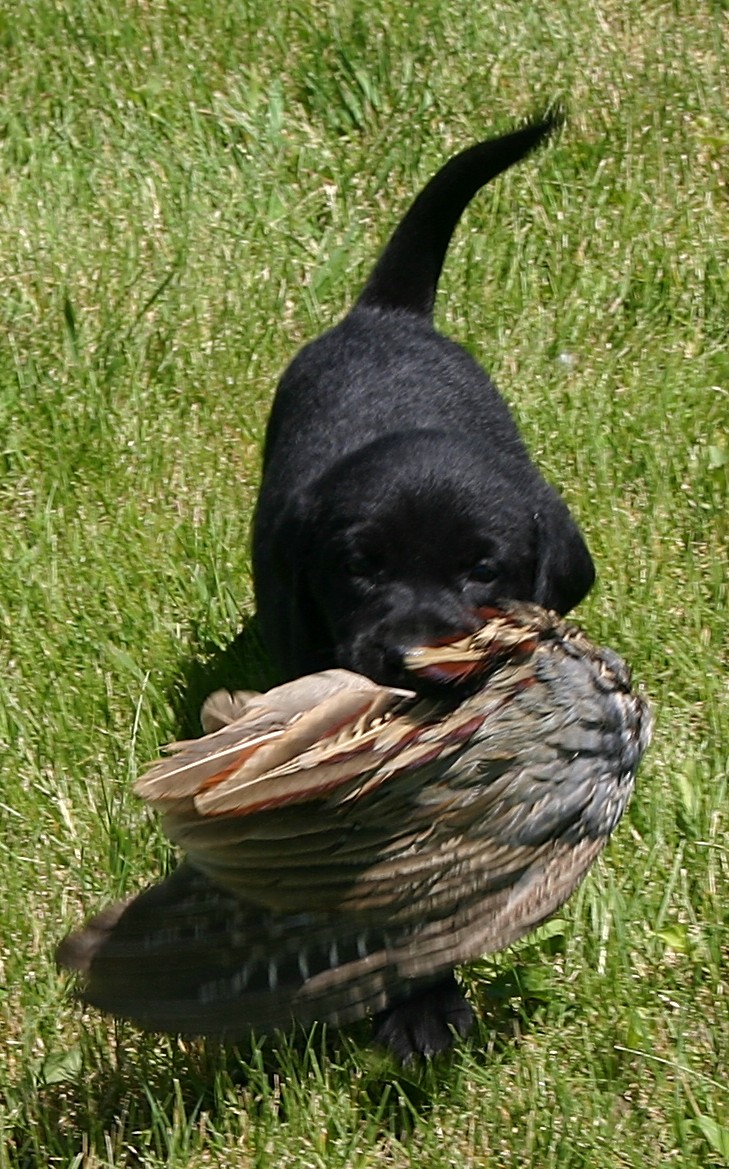 K and R Labradors: Male pups with Wings