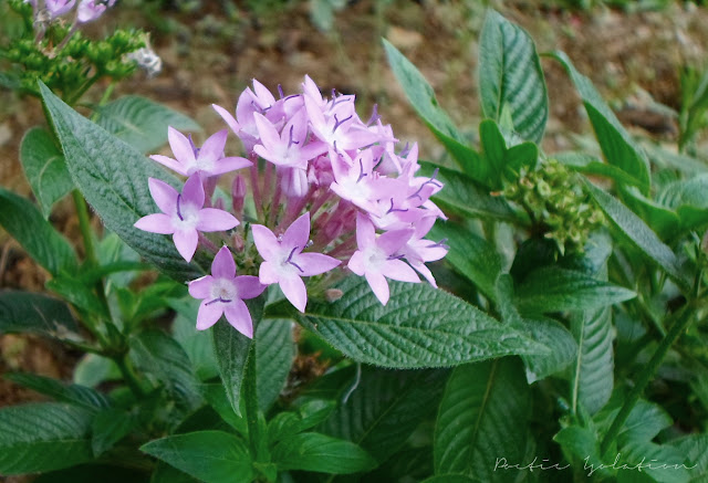 Terrazas de Flores Cebu Botanical Garden