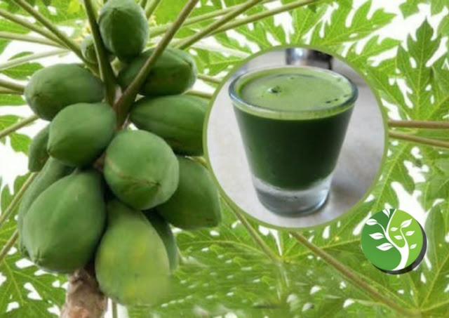 El jugo de la hoja de papaya puede remediar la anemia y combatir la fiebre del dengue