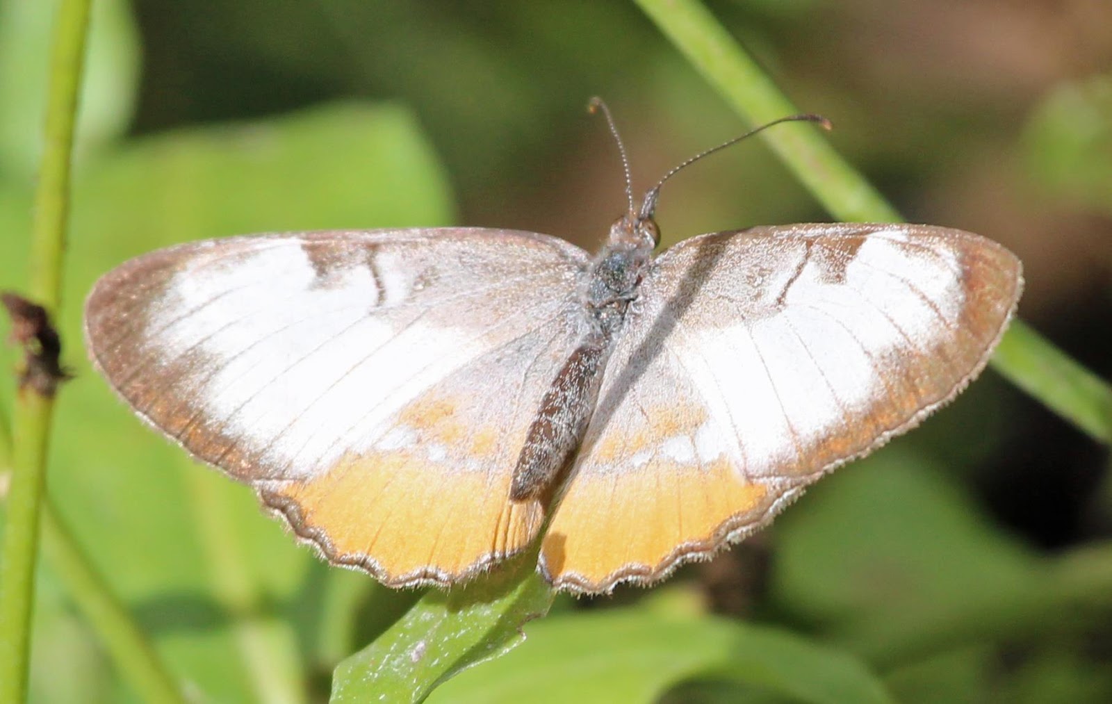 Ruminations Butterflies of South Texas, Part III