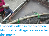 https://sciencythoughts.blogspot.com/2019/06/crocodiles-killed-in-solomon-islands.html