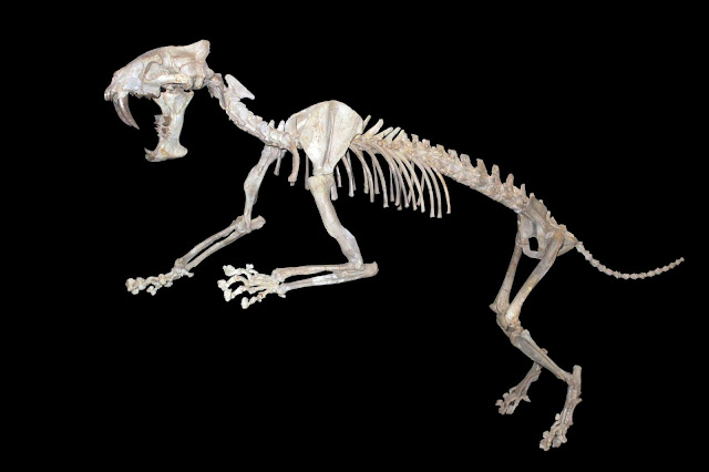 Hoplophoneus primaevus iskeleti, Zürih doğa tarihi müzesi
